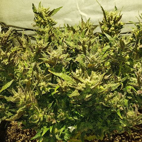 Jagoda growlog timeline photo