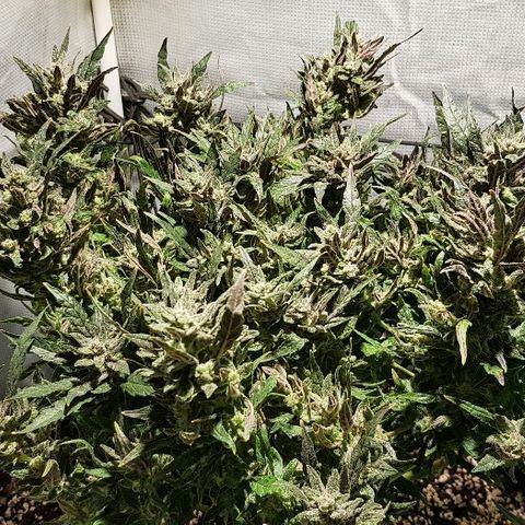 Jagoda growlog timeline photo