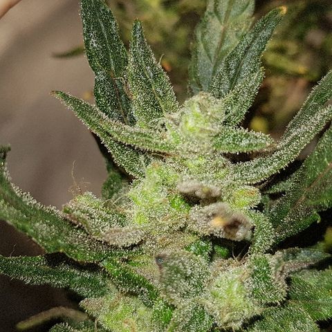 Jagoda growlog timeline photo