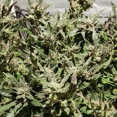 Jagoda growlog timeline photo