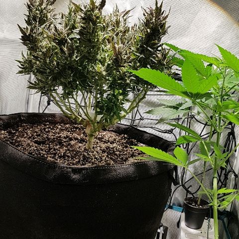 Jagoda growlog timeline photo