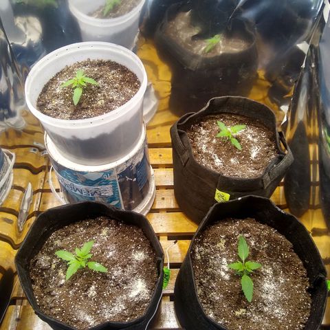 Nevadita  growlog timeline photo