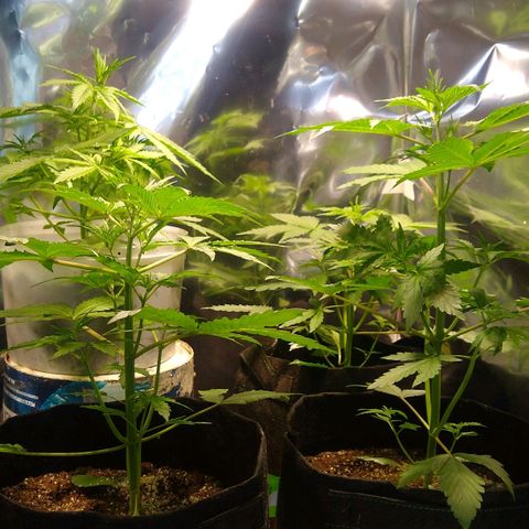 Nevadita  growlog timeline photo
