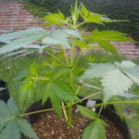 Nevadita  growlog timeline photo