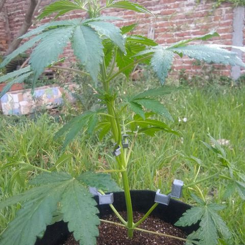 Nevadita  growlog timeline photo