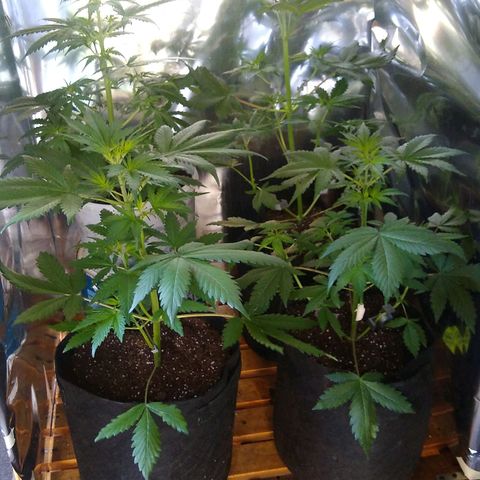 Nevadita  growlog timeline photo