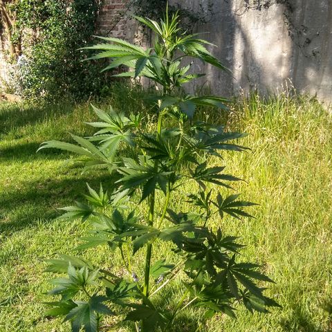 Nevadita  growlog timeline photo