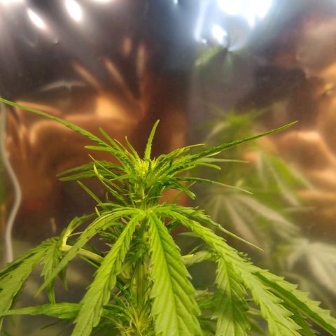 Nevadita  growlog timeline photo