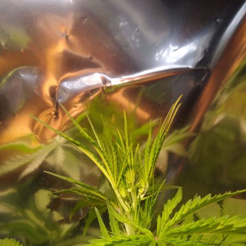 Nevadita  growlog timeline photo