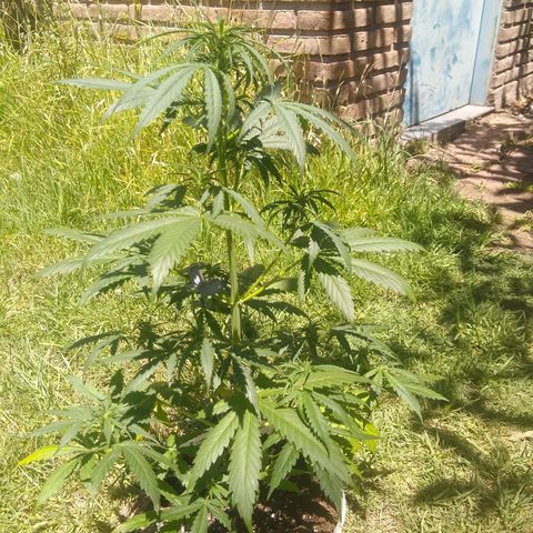 Nevadita  growlog timeline photo