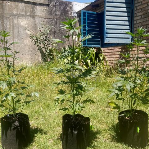 Nevadita  growlog timeline photo