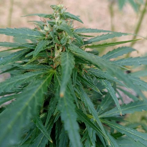 Nevadita  growlog timeline photo