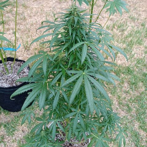Nevadita  growlog timeline photo