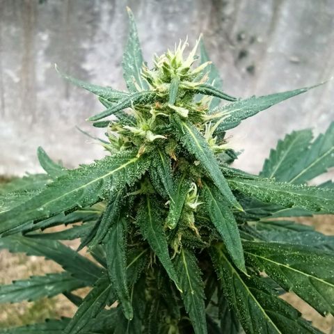 Nevadita  growlog timeline photo