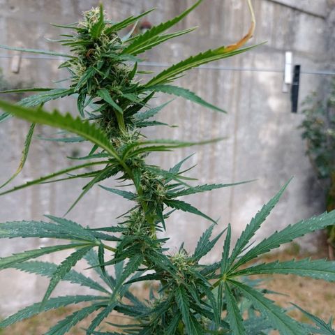 Nevadita  growlog timeline photo