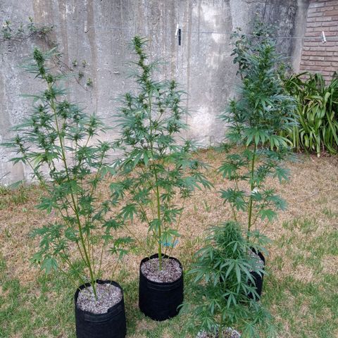Nevadita  growlog timeline photo