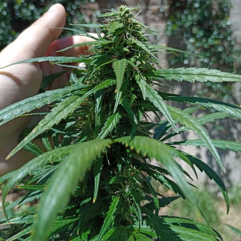 Nevadita  growlog timeline photo