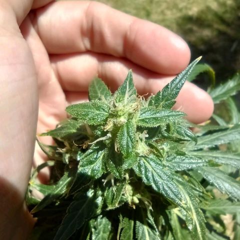 Nevadita  growlog timeline photo