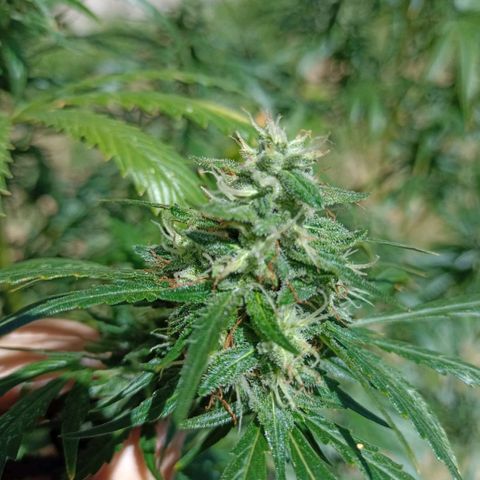 Nevadita  growlog timeline photo