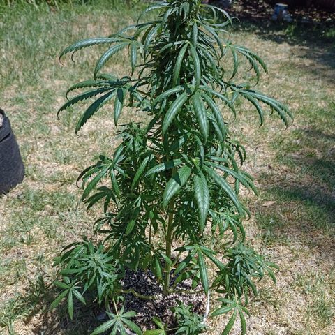Nevadita  growlog timeline photo