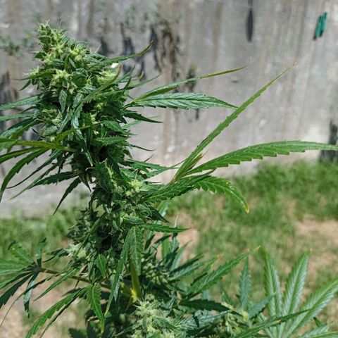 Nevadita  growlog timeline photo