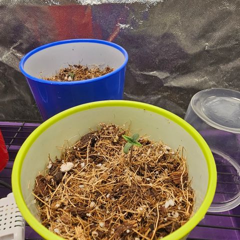 Banana Apple P2 growlog photo: Estão indo bem. 