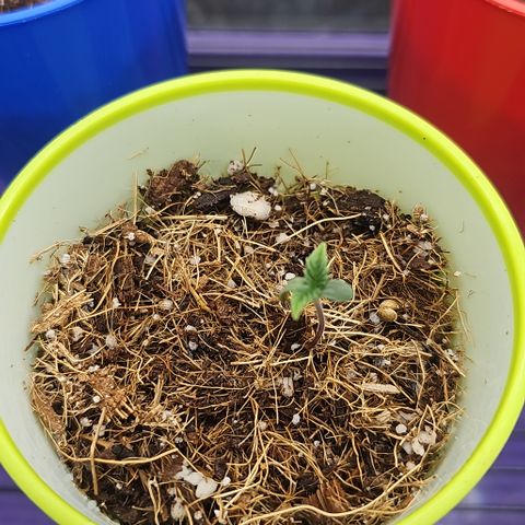 Banana Apple P2 growlog photo: Continua crescendo vigorosamente. Baixei um pouco a luz pra evitar estiolamento 