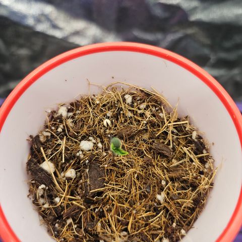 Killer Kush P1 growlog timeline photo