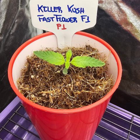 Killer Kush P1 growlog timeline photo