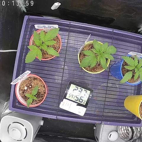 Banana Apple P2 growlog photo: Alegria é mato! Que experiência gostosa cuidar dessas plantas! A sinergia é incrível!