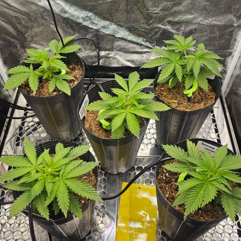 Banana Apple P2 growlog timeline photo