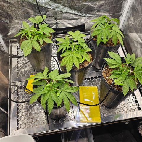 Banana Apple P2 growlog timeline photo