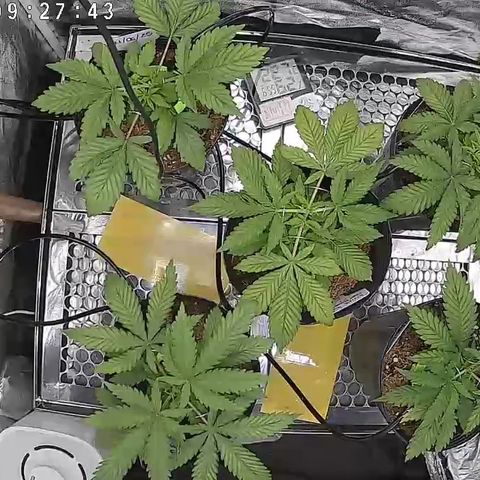 Banana Apple P2 growlog timeline photo