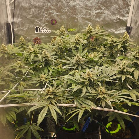 Banana Apple P2 growlog timeline photo