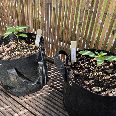 Fast Eddy CBD auto / Special Queen #1 auto \ Durban Dew growlog timeline photo