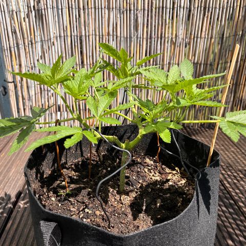 Fast Eddy CBD auto / Special Queen #1 auto \ Durban Dew growlog timeline photo