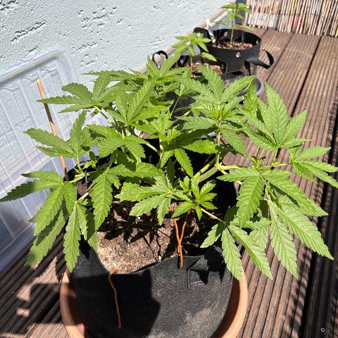 Fast Eddy CBD auto / Special Queen #1 auto \ Durban Dew growlog timeline photo