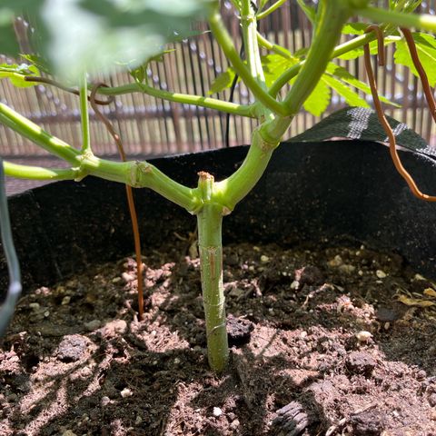 Fast Eddy CBD auto / Special Queen #1 auto \ Durban Dew growlog timeline photo