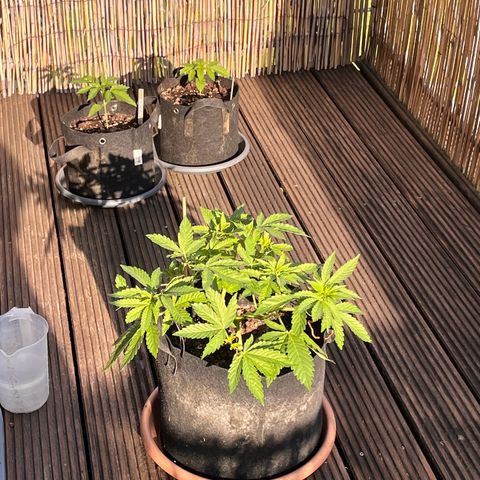 Fast Eddy CBD auto / Special Queen #1 auto \ Durban Dew growlog timeline photo