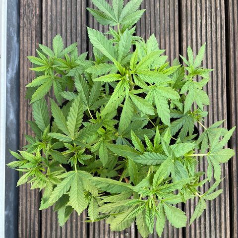 Fast Eddy CBD auto / Special Queen #1 auto \ Durban Dew growlog timeline photo