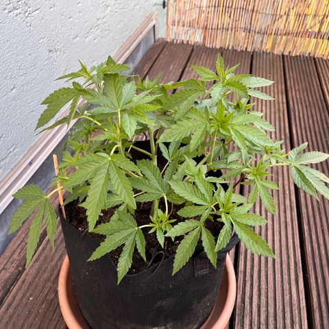 Fast Eddy CBD auto / Special Queen #1 auto \ Durban Dew growlog timeline photo