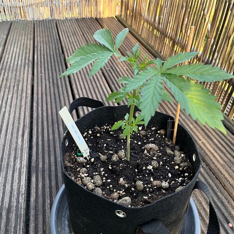 Fast Eddy CBD auto / Special Queen #1 auto \ Durban Dew growlog timeline photo
