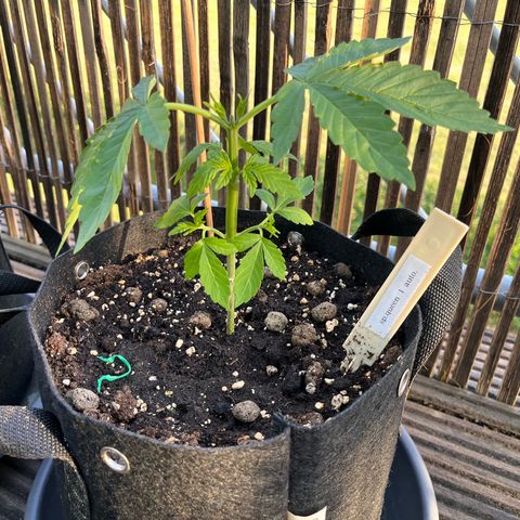 Fast Eddy CBD auto / Special Queen #1 auto \ Durban Dew growlog timeline photo