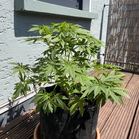 Fast Eddy CBD auto / Special Queen #1 auto \ Durban Dew growlog timeline photo
