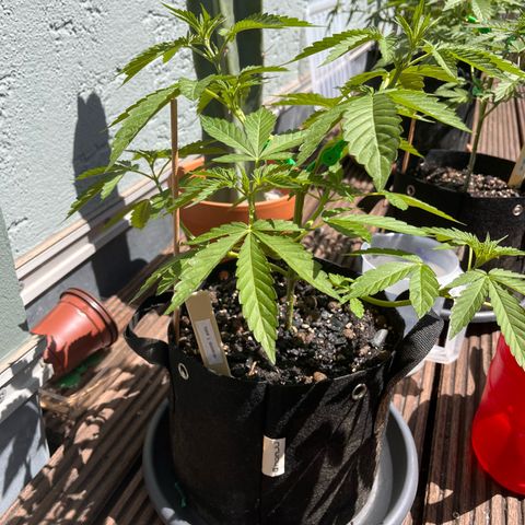 Fast Eddy CBD auto / Special Queen #1 auto \ Durban Dew growlog timeline photo