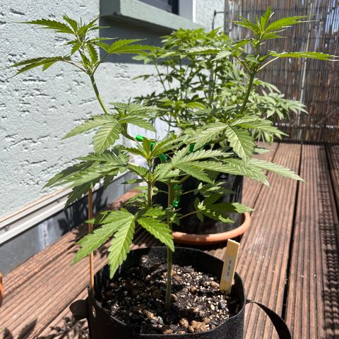 Fast Eddy CBD auto / Special Queen #1 auto \ Durban Dew growlog timeline photo