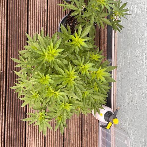 Fast Eddy CBD auto / Special Queen #1 auto \ Durban Dew growlog timeline photo