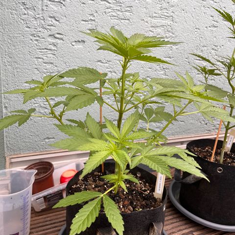 Fast Eddy CBD auto / Special Queen #1 auto \ Durban Dew growlog timeline photo