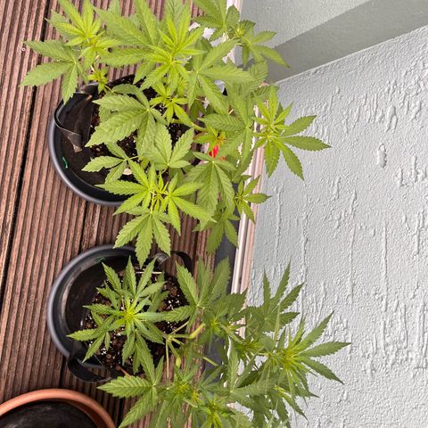 Fast Eddy CBD auto / Special Queen #1 auto \ Durban Dew growlog timeline photo