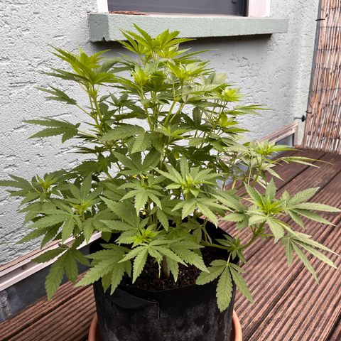 Fast Eddy CBD auto / Special Queen #1 auto \ Durban Dew growlog timeline photo